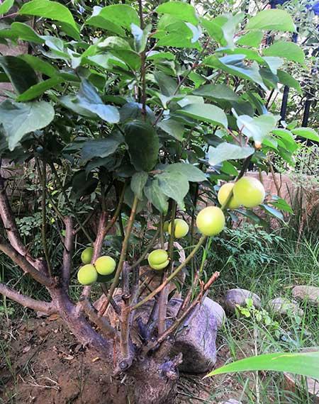 适合在东北养的花