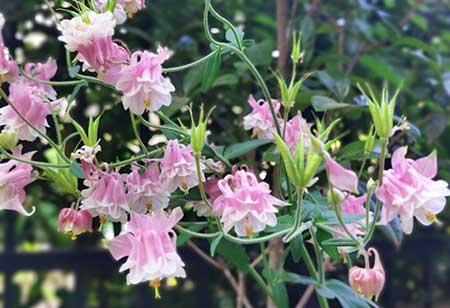 适合在东北养的花