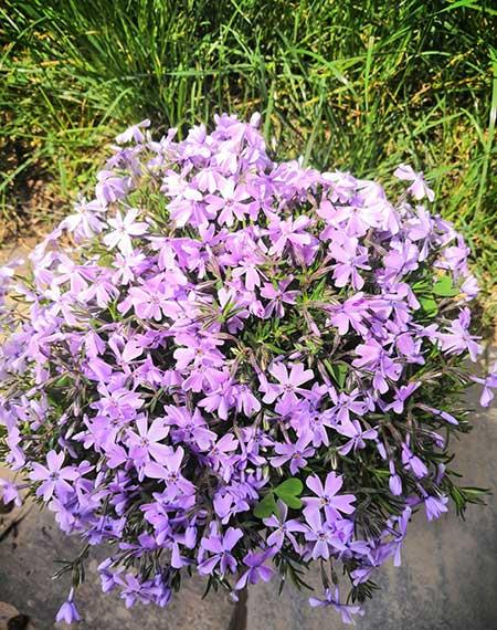 适合在东北养的花