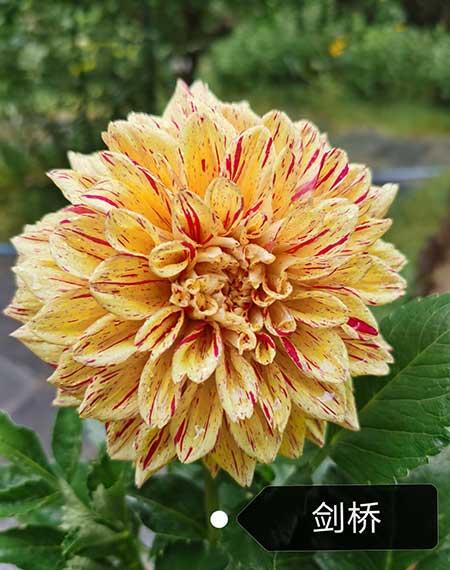 适合在东北养的花