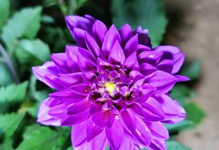 适合在东北养的花