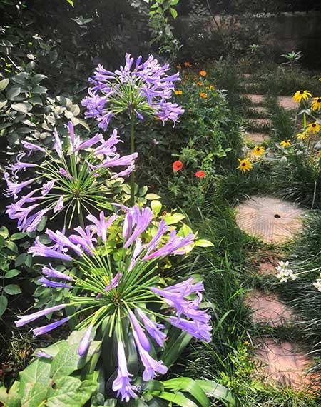 适合在东北养的花