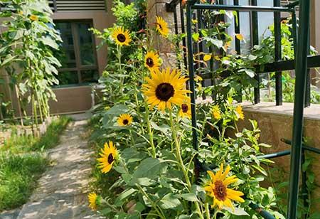 适合在东北养的花