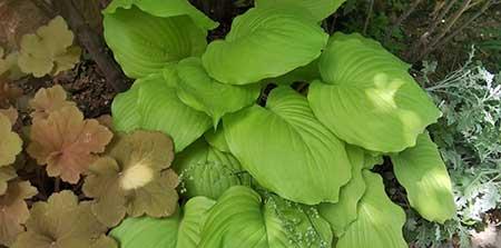 适合在东北养的花