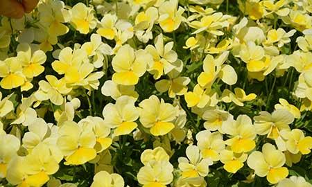 适合在东北养的花