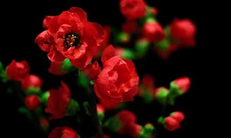 适合在东北养的花