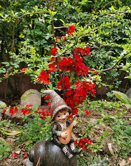 适合在东北养的花