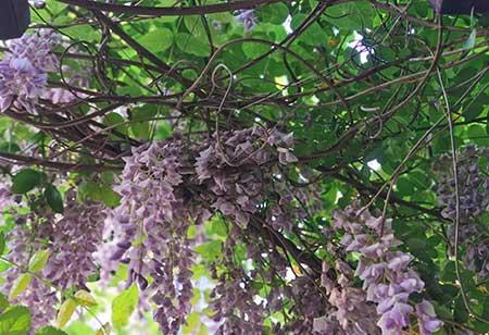 适合在东北养的花