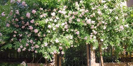 适合在东北养的花