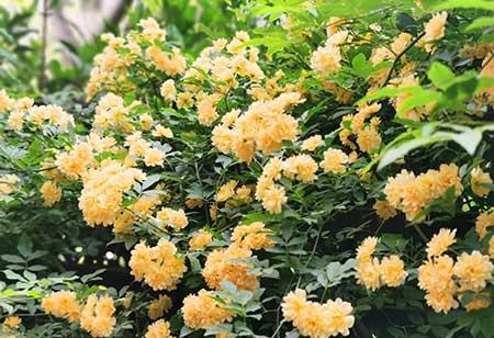 适合在东北养的花