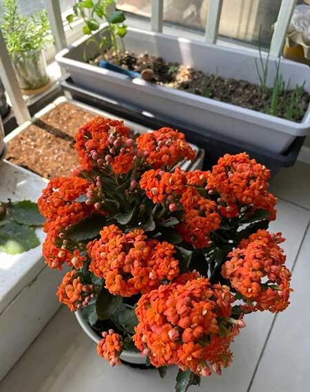 适合在北阳台养的花