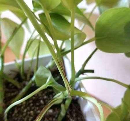 适合养在厕所的绿植