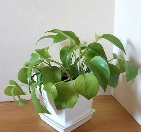 适合养在厕所的绿植