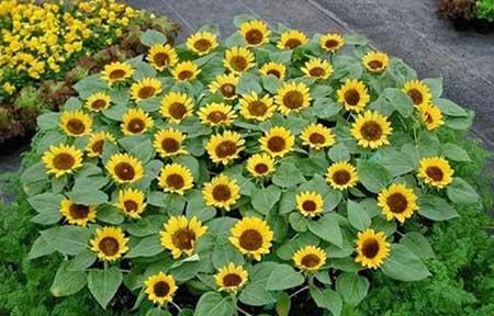 适合夏天养的鲜花