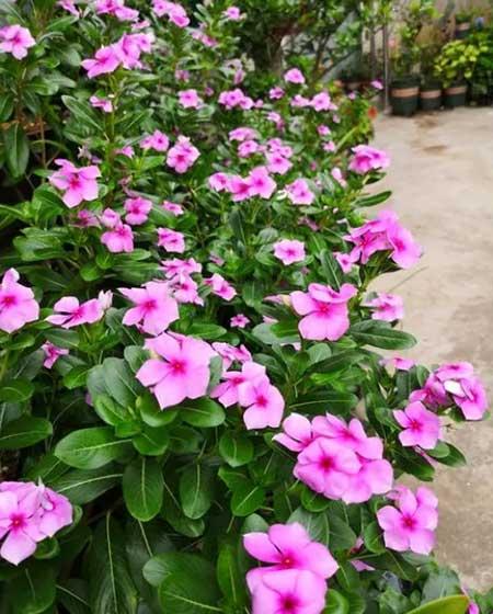 适合夏天养的鲜花
