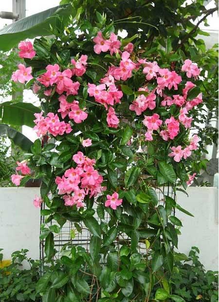 适合夏天养的鲜花