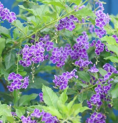 适合夏天养的鲜花