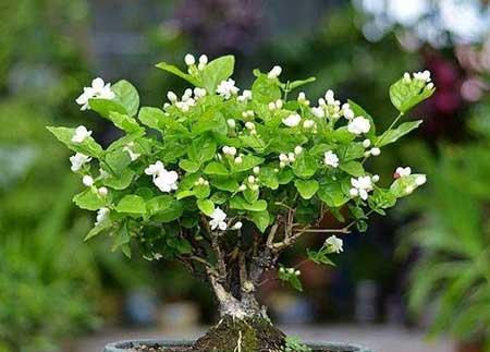 适合夏天养的鲜花