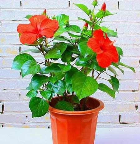 适合夏天养的鲜花