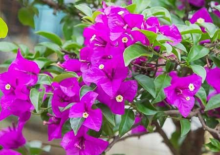 适合夏天养的鲜花