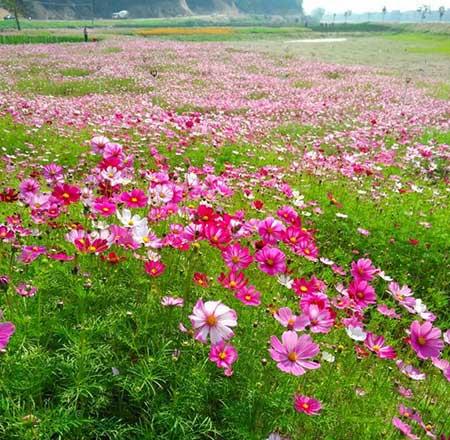 适合夏天养的鲜花