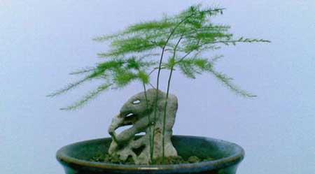 适合男士养的花