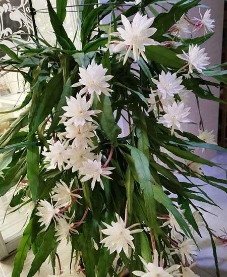 适合客厅养的大叶绿植