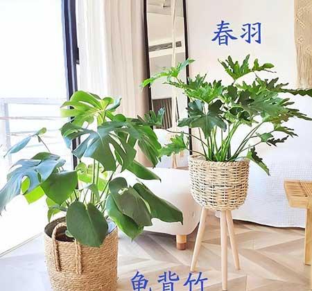 适合客厅养的大叶绿植