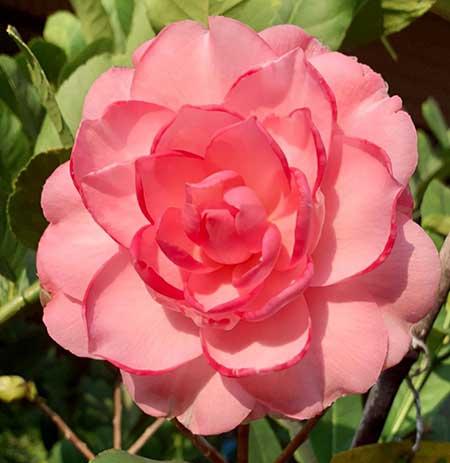 适合冬季养的花