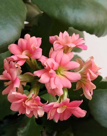 适合冬季养的花