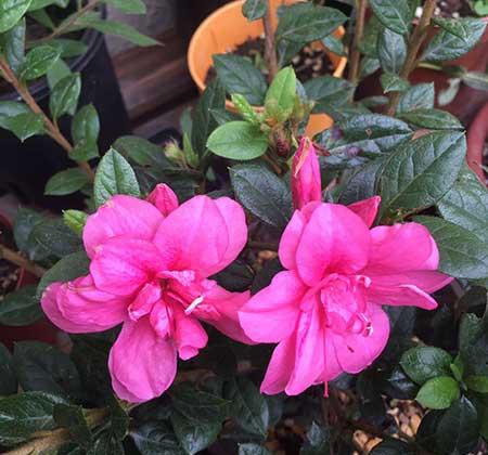 适合冬季养的花