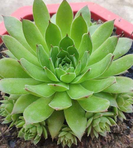 适合冬季养的花