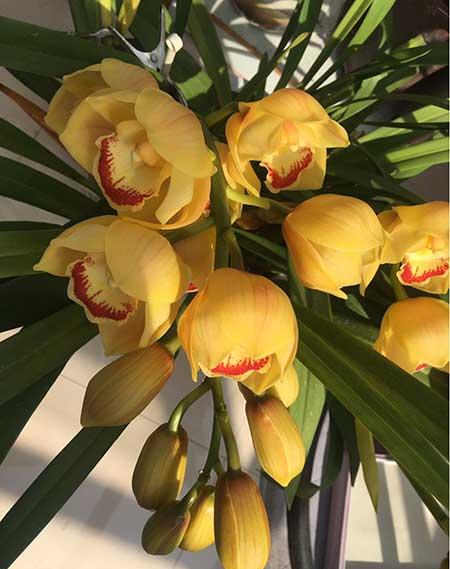 适合冬季养的花