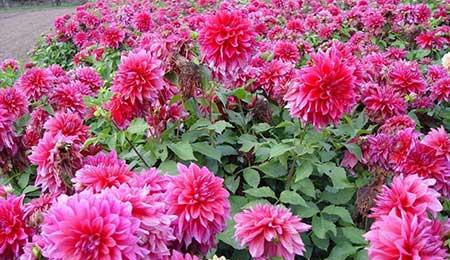 适合春夏养的花