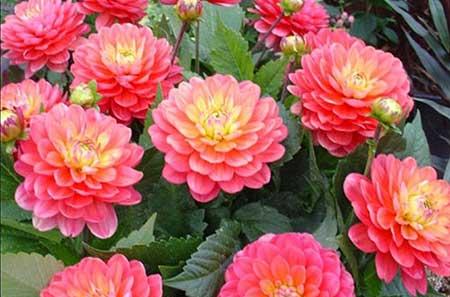 适合春夏养的花