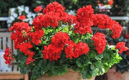 适合春夏养的花