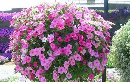 适合春夏养的花