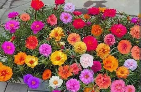 适合春夏养的花