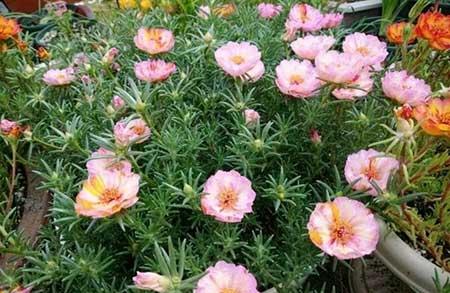 适合春夏养的花