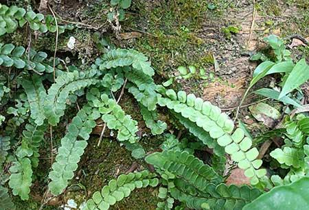 石头上养什么植物