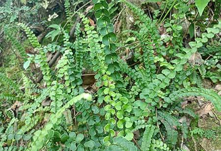 石头上养什么植物
