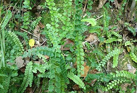 石头上养什么植物