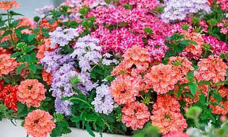 什么季节买绿植好养
