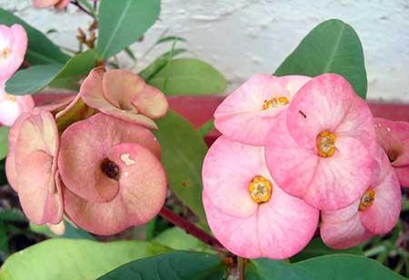 什么季节买绿植好养
