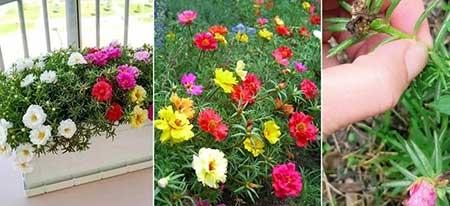 什么季节买绿植好养