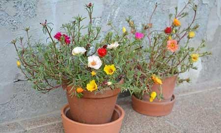 什么季节买绿植好养