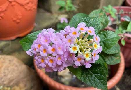 什么季节买绿植好养