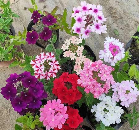 什么季节买绿植好养