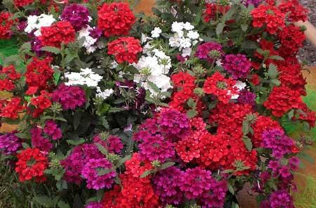 什么季节买绿植好养