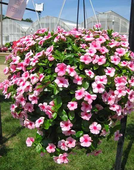 什么季节买绿植好养